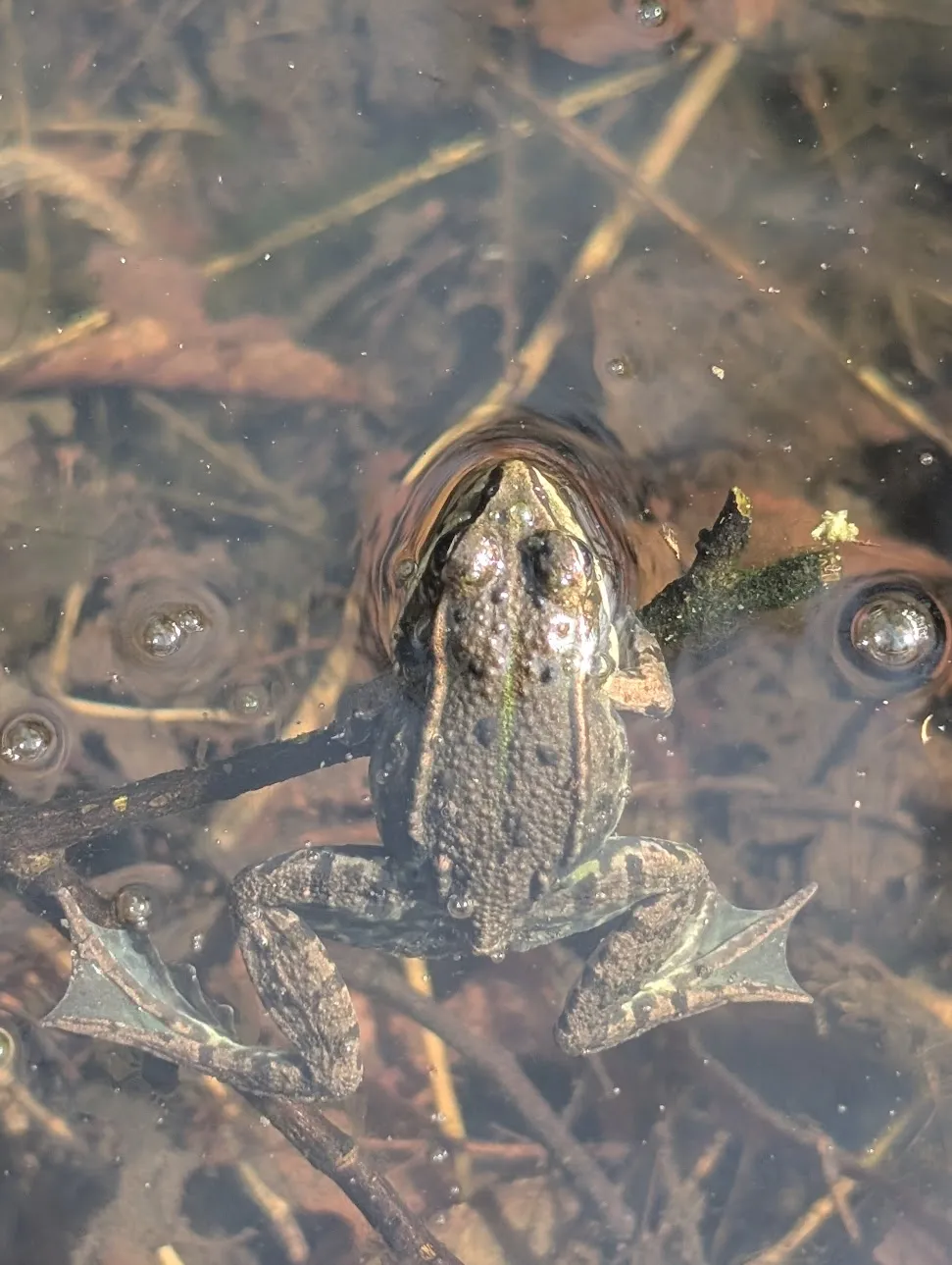 Grenouille