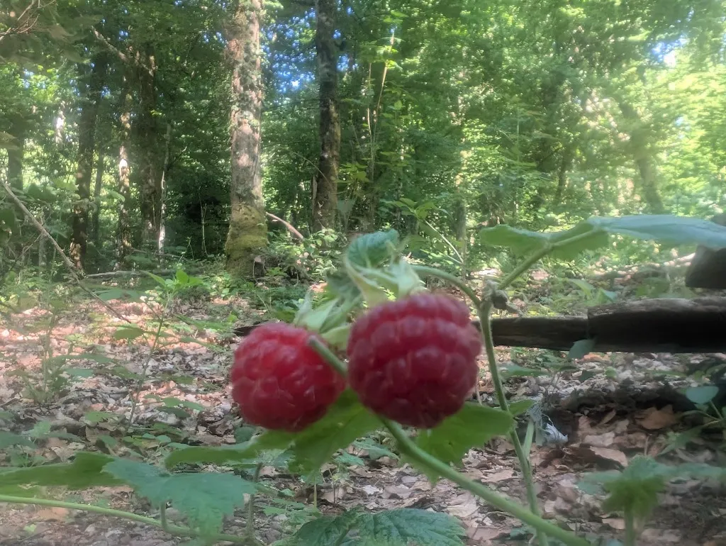 Framboises du jardin