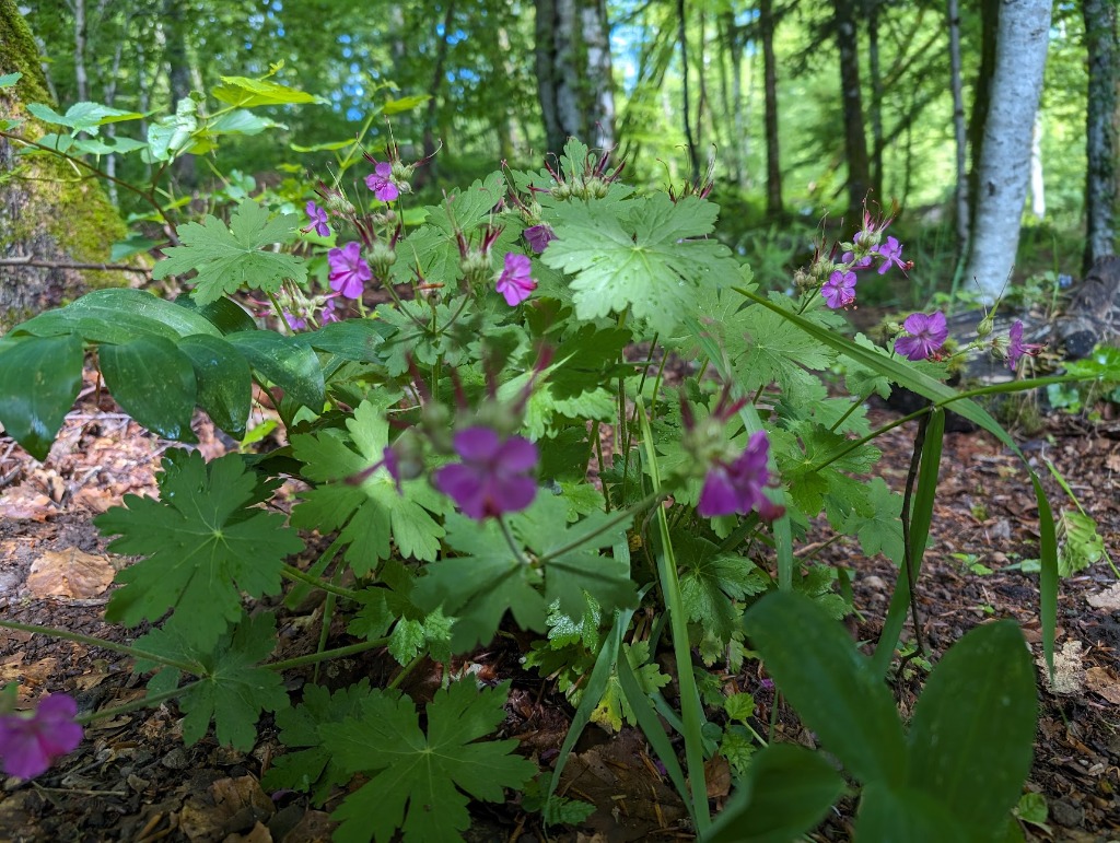 Cueillette de fleurs pour Flore & Sens