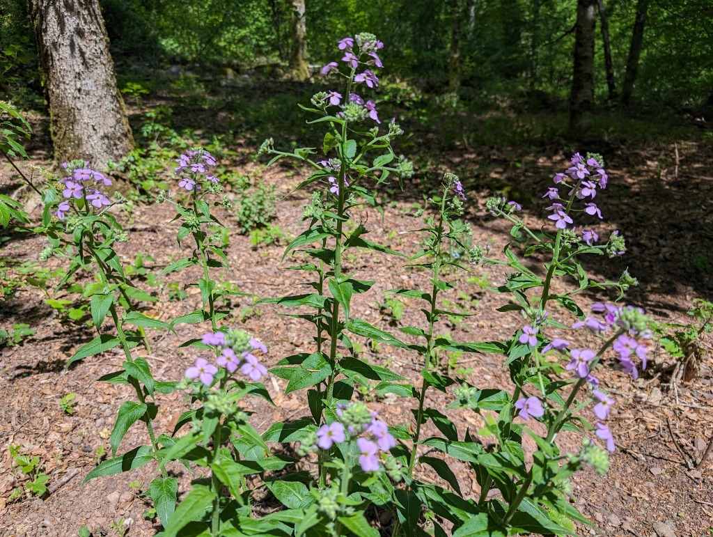 Forêt Jardin et Fleurs